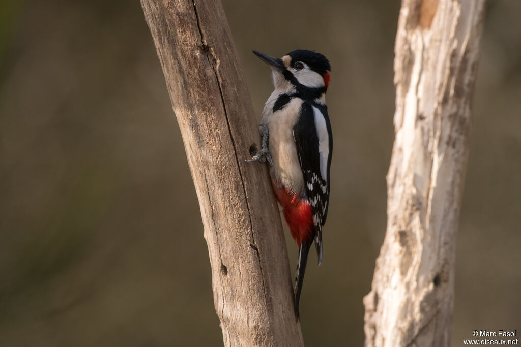 Great Spotted Woodpecker male adult, identification