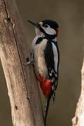 Great Spotted Woodpecker