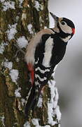 Great Spotted Woodpecker