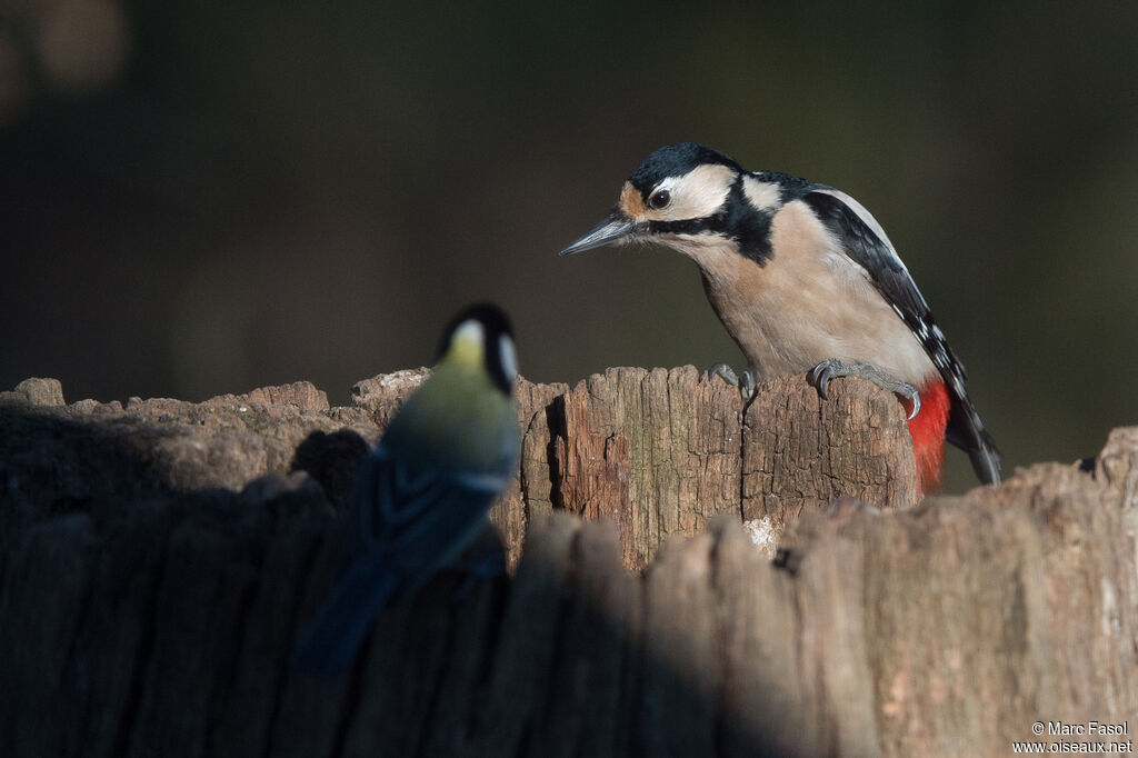 Great Spotted Woodpecker female adult breeding