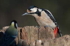 Great Spotted Woodpecker