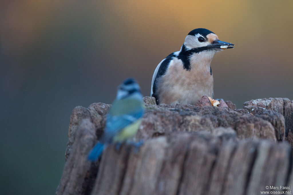 Great Spotted Woodpecker female adult