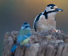 Great Spotted Woodpecker