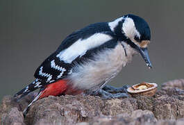 Great Spotted Woodpecker