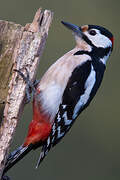 Great Spotted Woodpecker