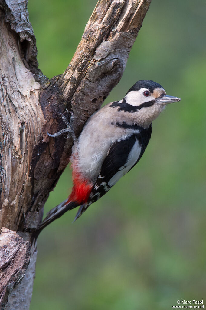 Great Spotted Woodpecker male adult, identification