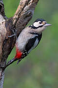 Great Spotted Woodpecker