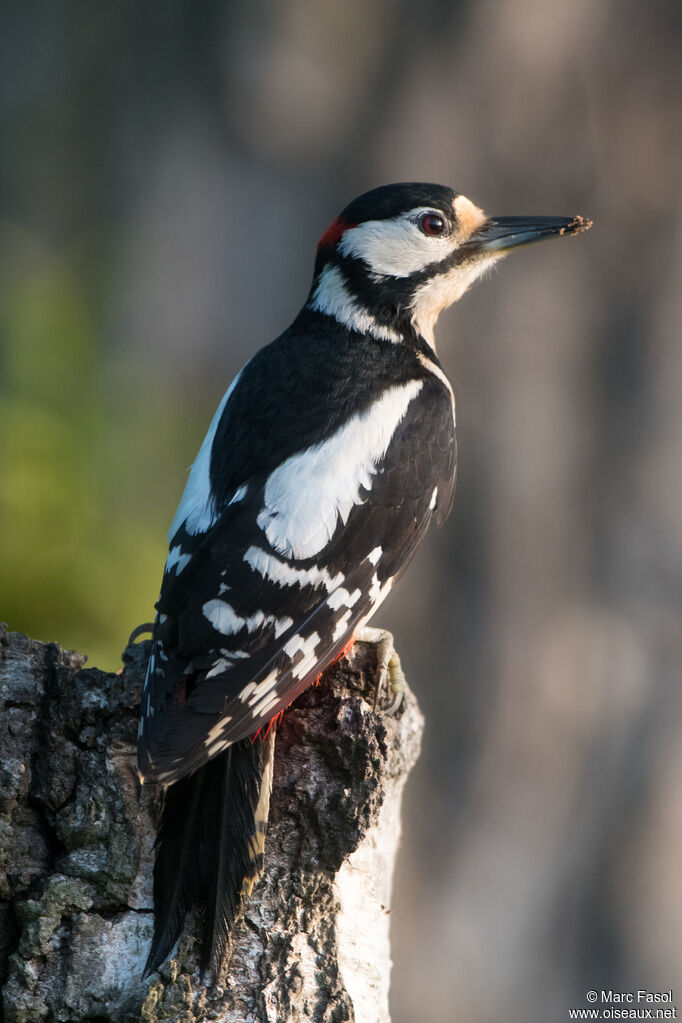 Great Spotted Woodpecker male adult, identification