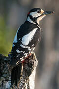 Great Spotted Woodpecker