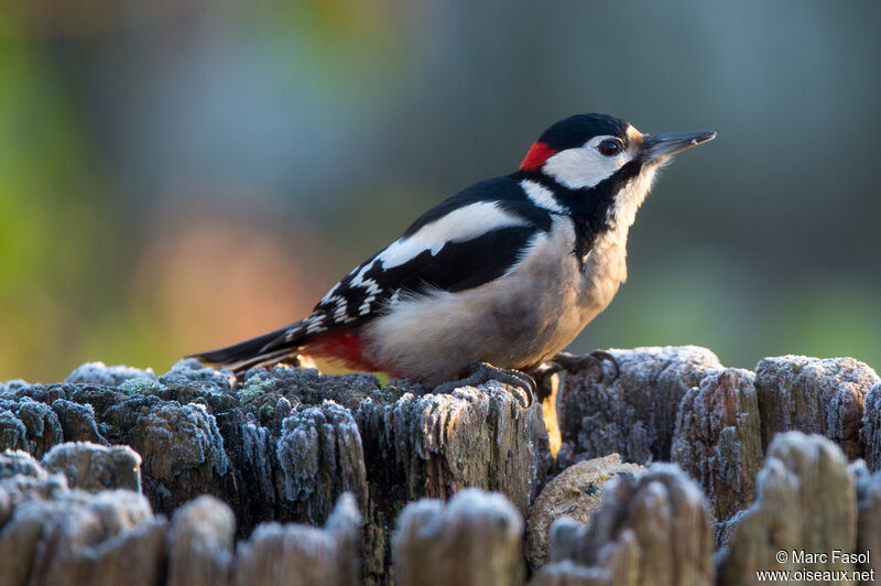 Great Spotted Woodpecker male adult post breeding, identification, eats
