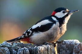 Great Spotted Woodpecker