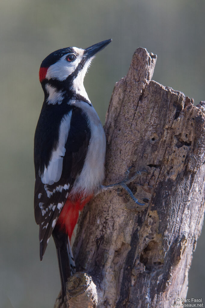 Great Spotted Woodpecker male adult, identification