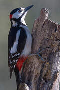 Great Spotted Woodpecker