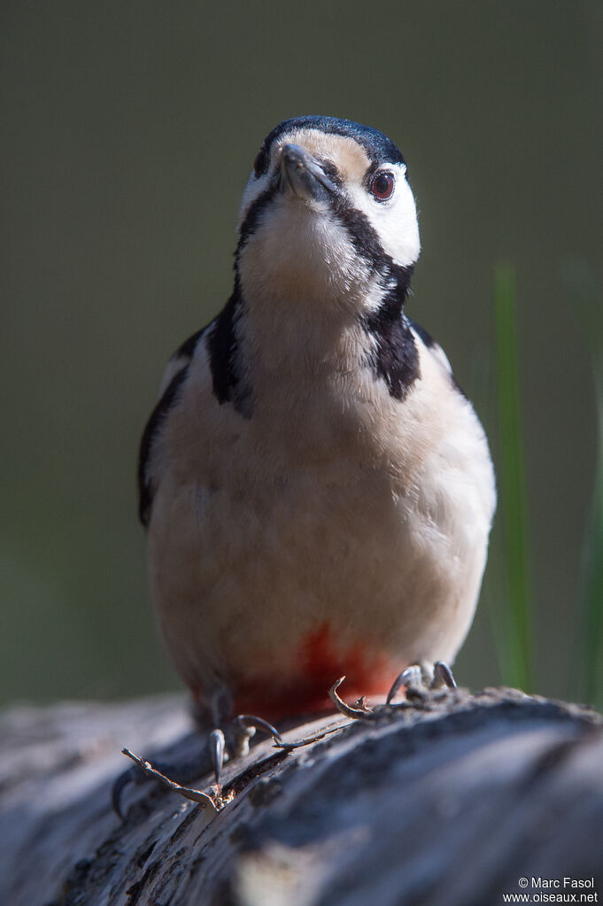 Great Spotted Woodpecker male adult, identification