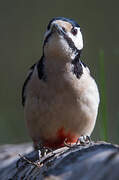 Great Spotted Woodpecker