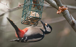 Great Spotted Woodpecker