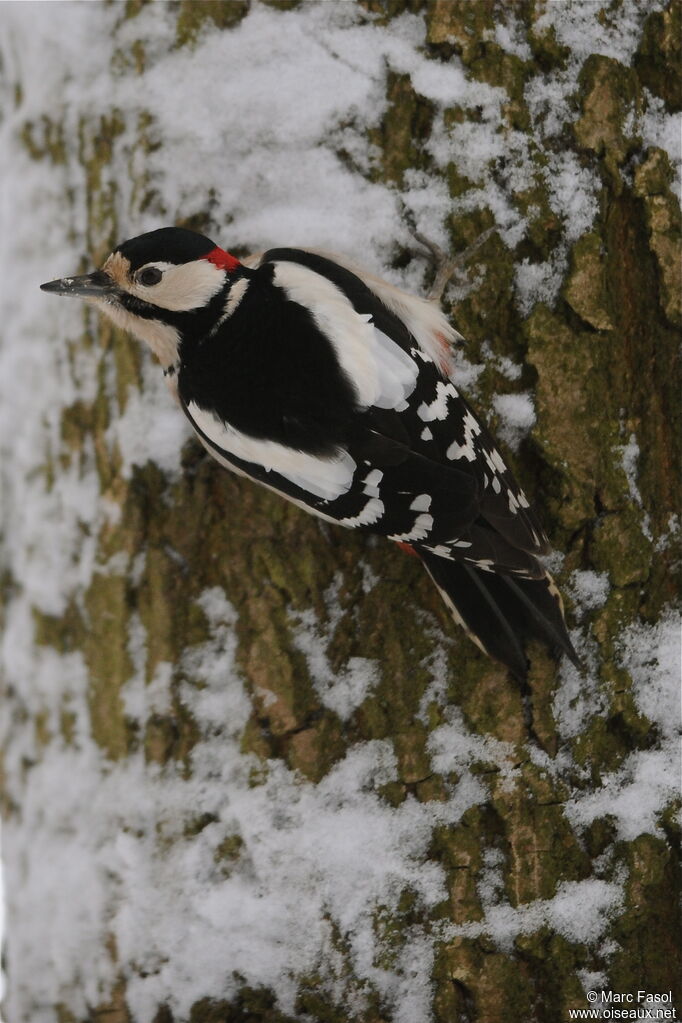 Great Spotted Woodpecker male adult post breeding, Behaviour