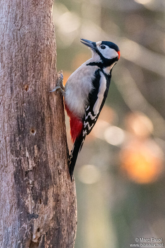 Great Spotted Woodpecker male adult, close-up portrait