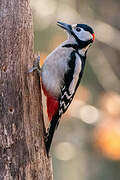 Great Spotted Woodpecker