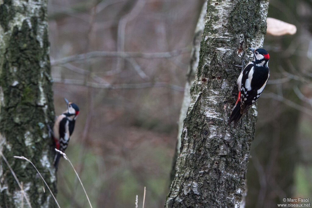 Great Spotted Woodpecker