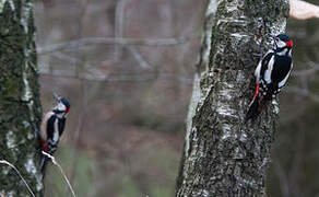 Great Spotted Woodpecker