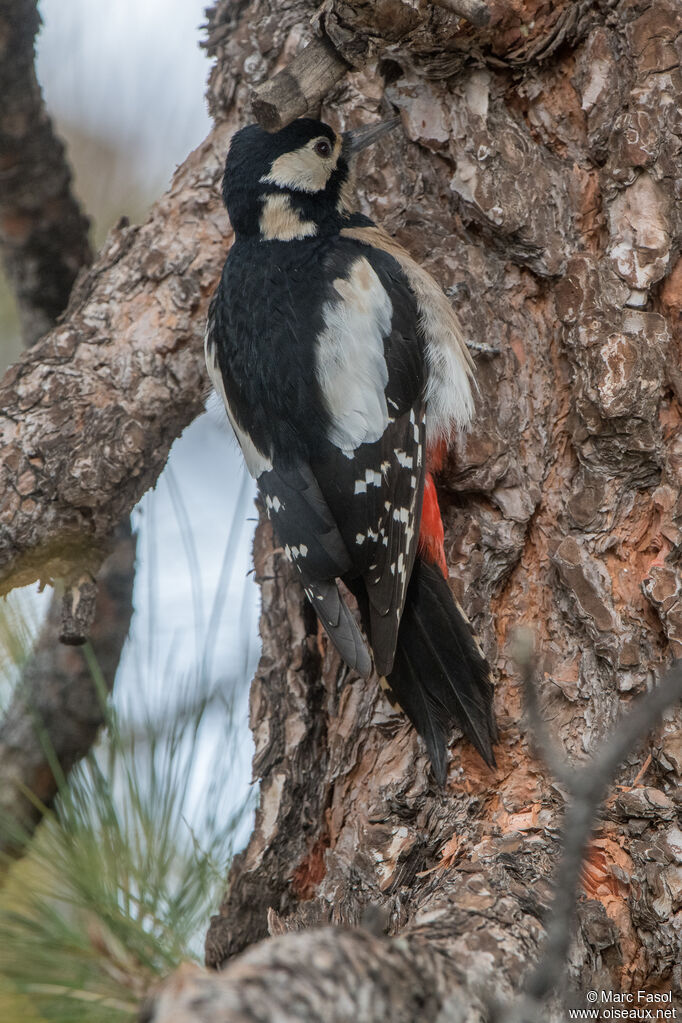 Great Spotted Woodpecker female adult, identification