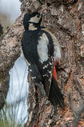 Great Spotted Woodpecker