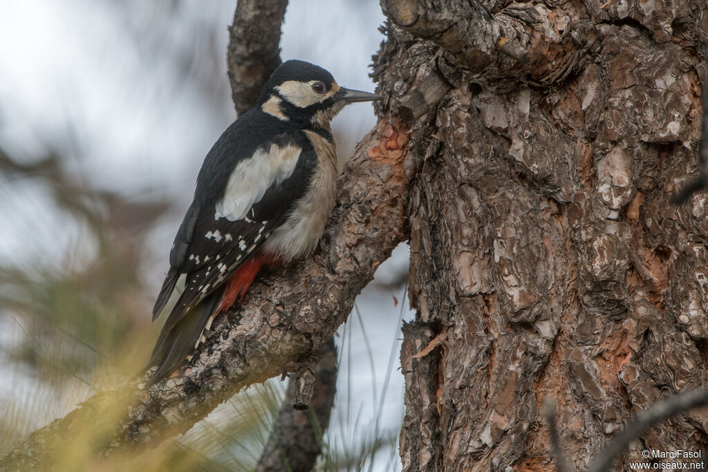 Great Spotted Woodpecker female adult, identification