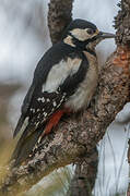 Great Spotted Woodpecker