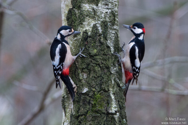 Great Spotted Woodpeckeradult breeding