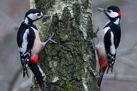 Great Spotted Woodpecker