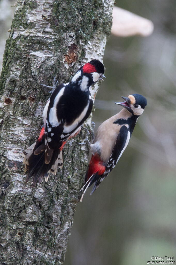 Great Spotted Woodpeckeradult breeding