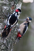 Great Spotted Woodpecker