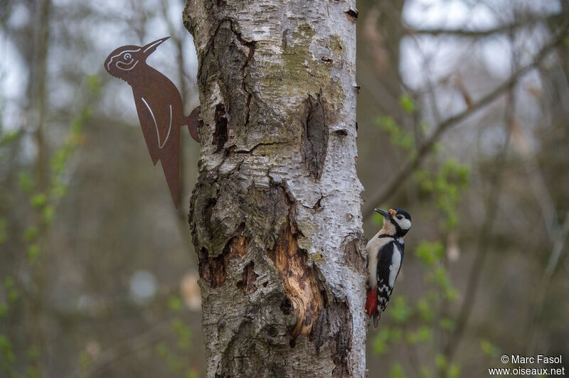 Great Spotted Woodpecker male adult breeding, identification