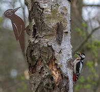 Great Spotted Woodpecker