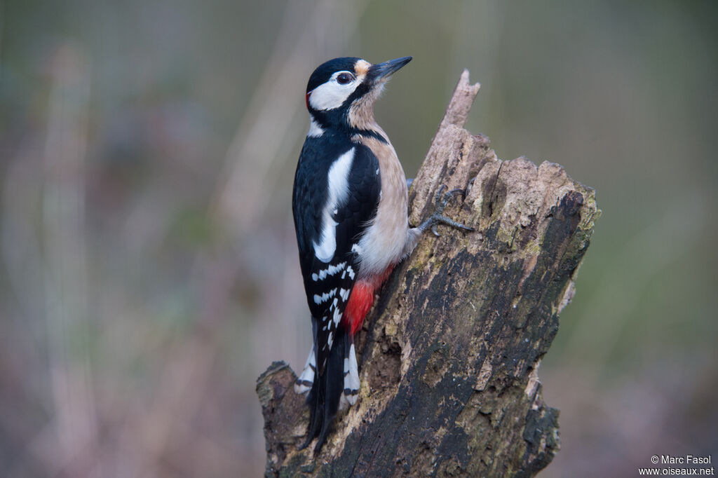 Great Spotted Woodpecker male adult