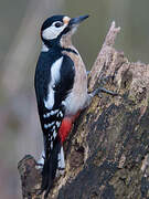 Great Spotted Woodpecker