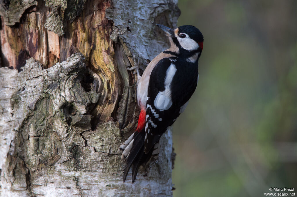 Great Spotted Woodpecker male adult, identification