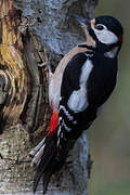 Great Spotted Woodpecker