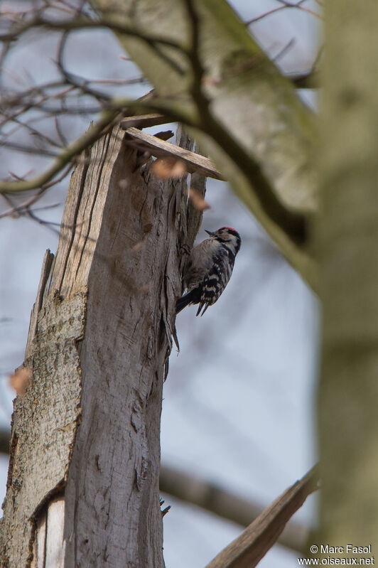 Lesser Spotted Woodpecker male adult, song