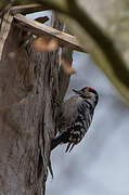 Lesser Spotted Woodpecker