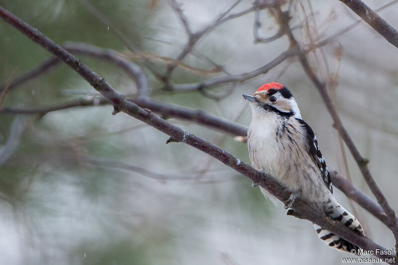 Lesser Spotted Woodpecker male adult post breeding, identification