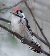 Lesser Spotted Woodpecker