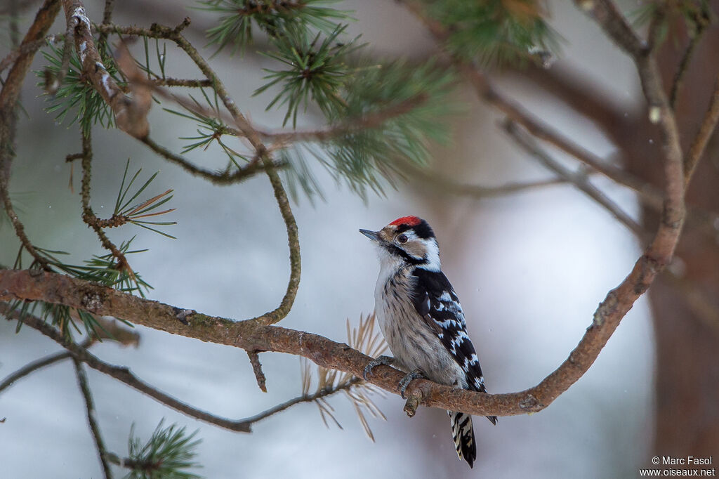 Lesser Spotted Woodpecker male adult, identification