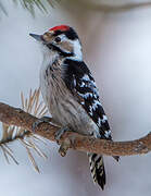 Lesser Spotted Woodpecker