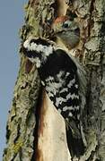 Lesser Spotted Woodpecker