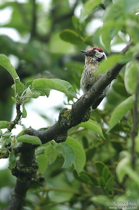 Lesser Spotted Woodpecker male adult breeding, identification
