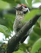 Lesser Spotted Woodpecker