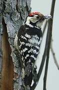 Lesser Spotted Woodpecker