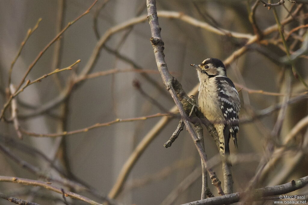 Lesser Spotted Woodpecker female adult post breeding, feeding habits, Behaviour